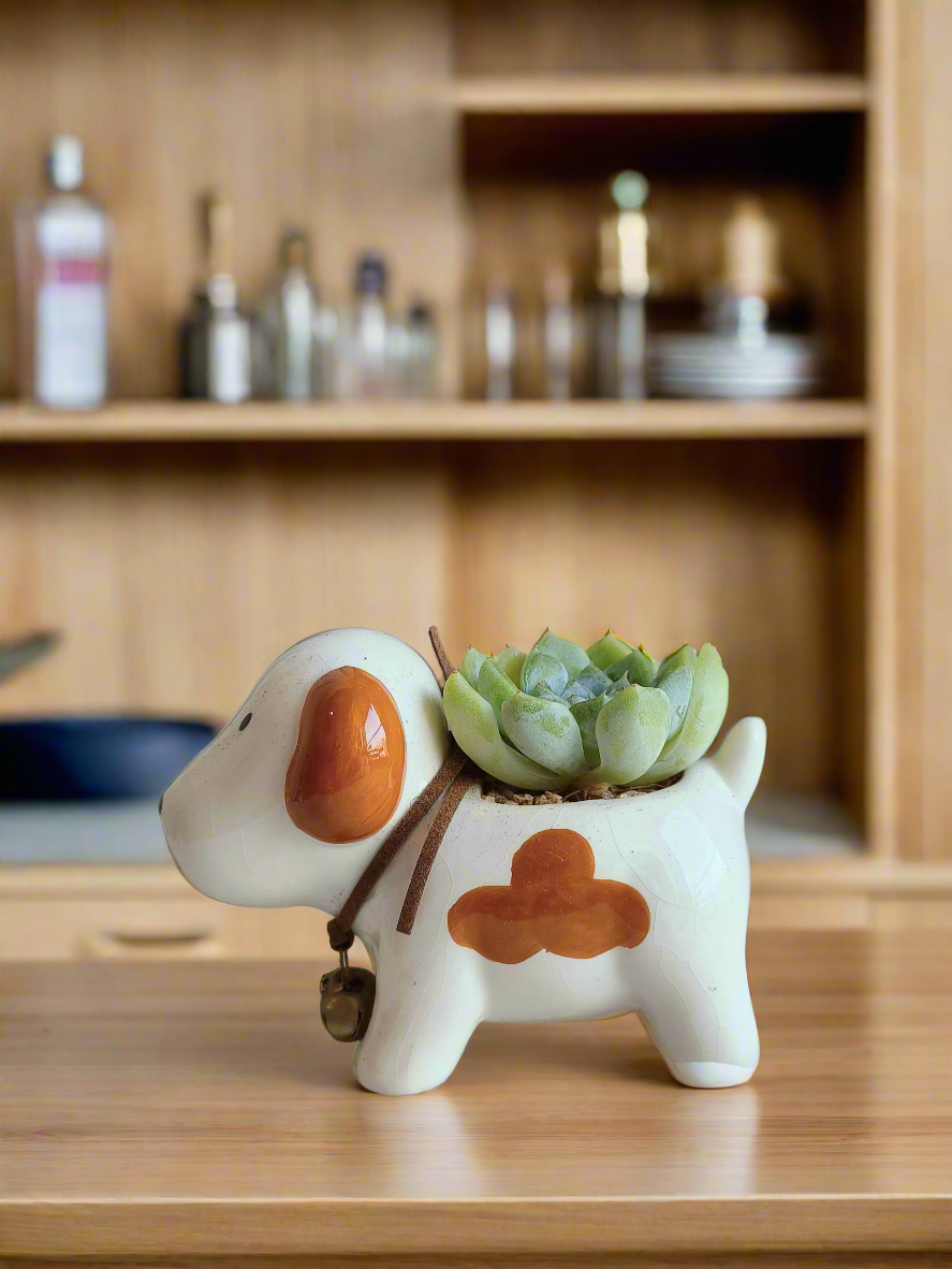 Succulent Puppy Jack Russell Terrier Pot - Echeveria Ice Green - SlowBloomGreens