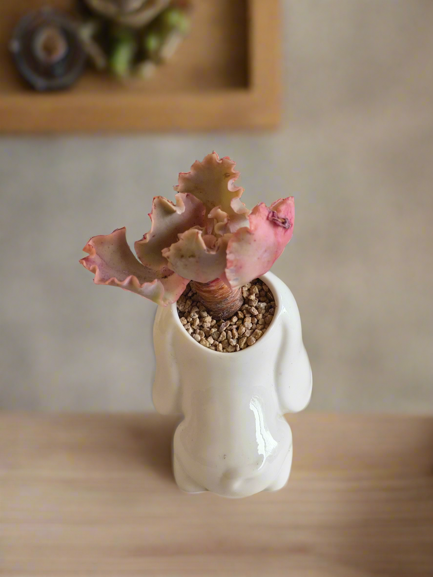 Succulent Melancholy Pup – Echeveria 'Takasago No Okina'