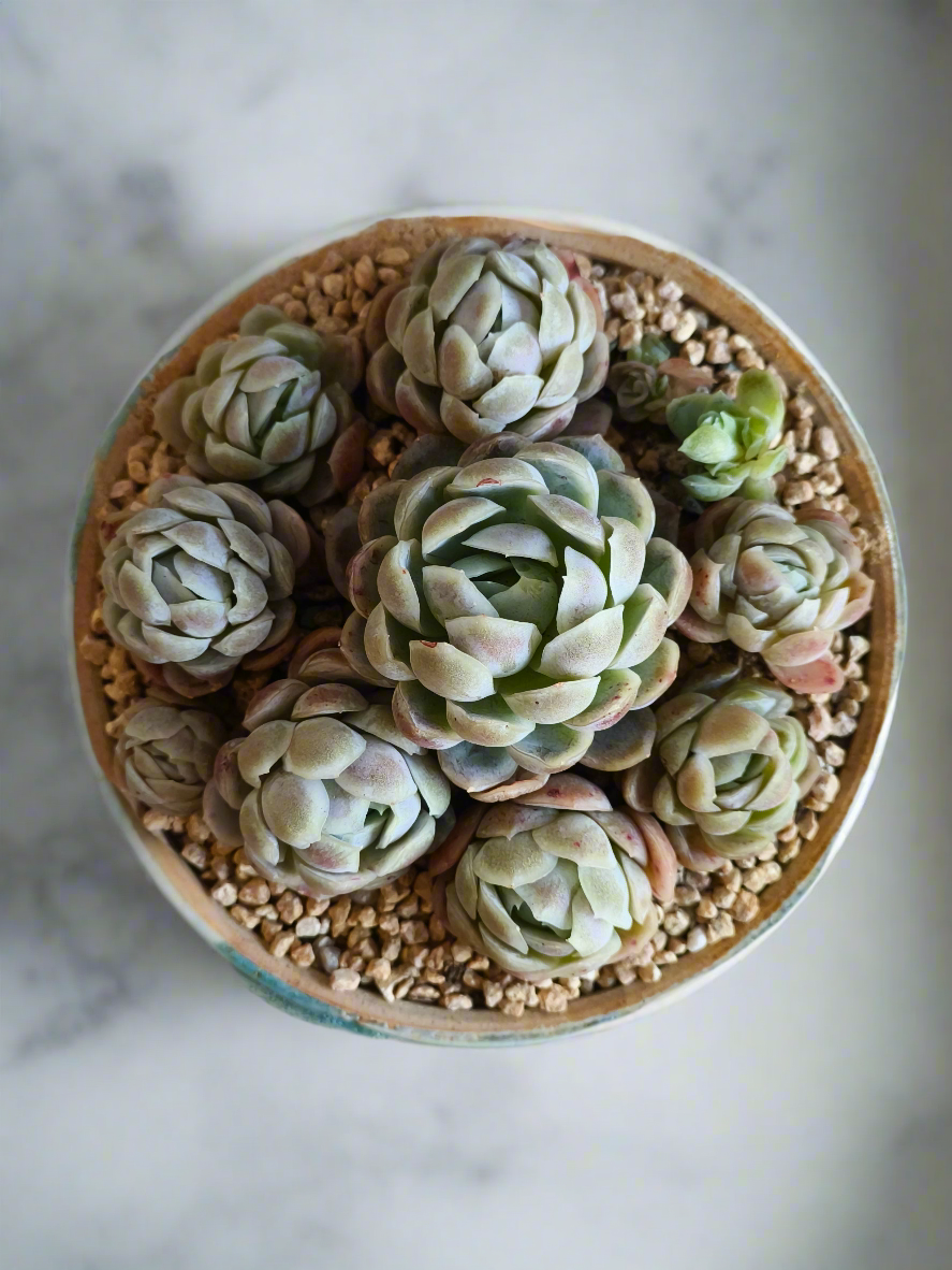 Succulent Moonlit Bloom Pot – Skyward Blue with Echeveria Elegans 'Raspberry Ice' - SlowBloomGreens