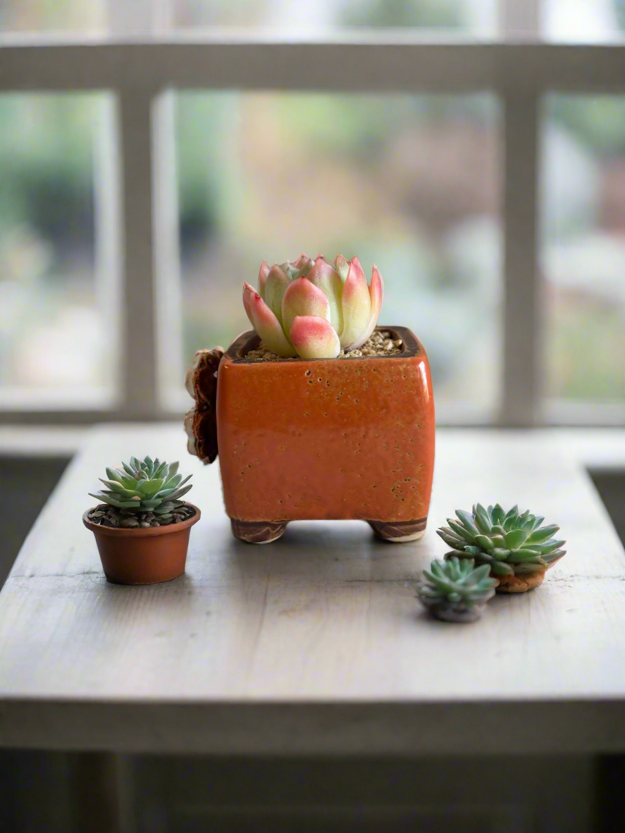 Succulent Ceramic Square Flowerpot Orange – Echeveria Suryeon