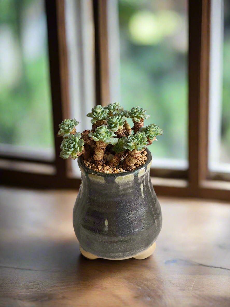 Succulent Rustic Pot Glow Grey – Echeveria Minima