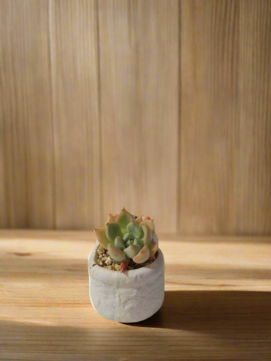 Decorative Succulent Smiley Cat Pot with Echeveria Elegans