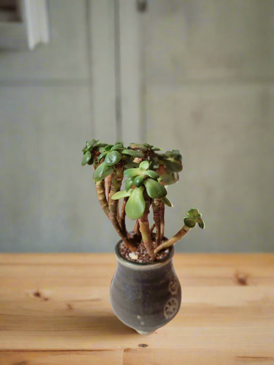 Succulent Rustic Pot Glow Grey – Jade Plant - SlowBloomGreens