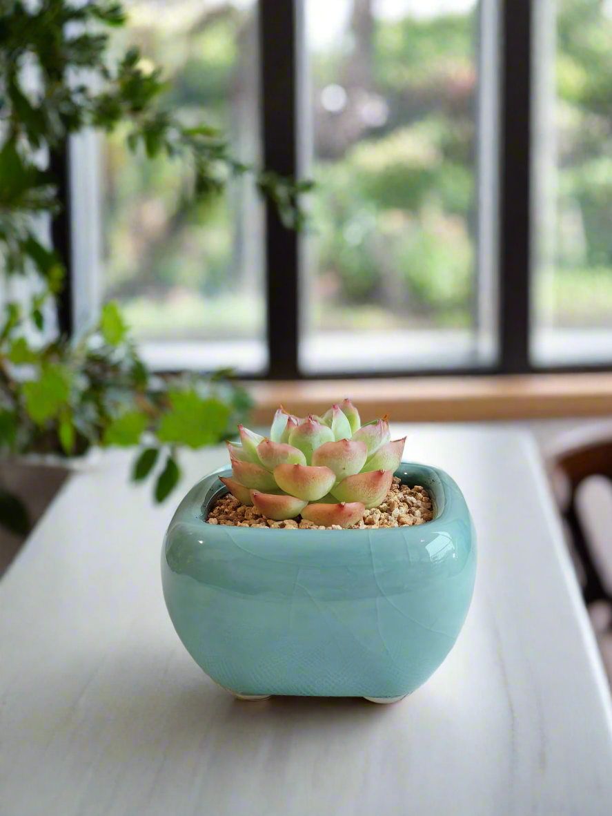 Succulent Zen Square Turquoise Pot – Echeveria Agavoides 'Casio'