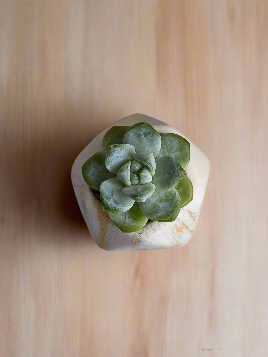 Succulent Mini Octagon Gold - Echeveria Ice Green