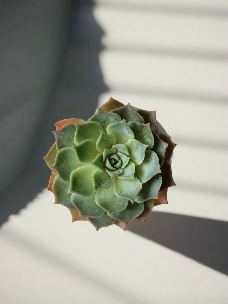 Inviting home setting featuring the Succulent Elegant Round Orange Pot.