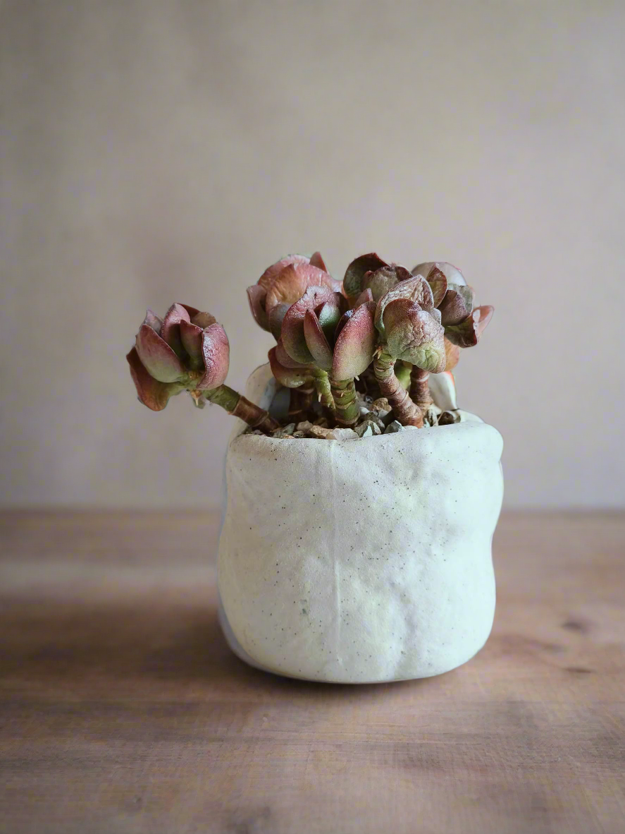 Succulent Hippy Cat Pot - Echeveria - SlowBloomGreens