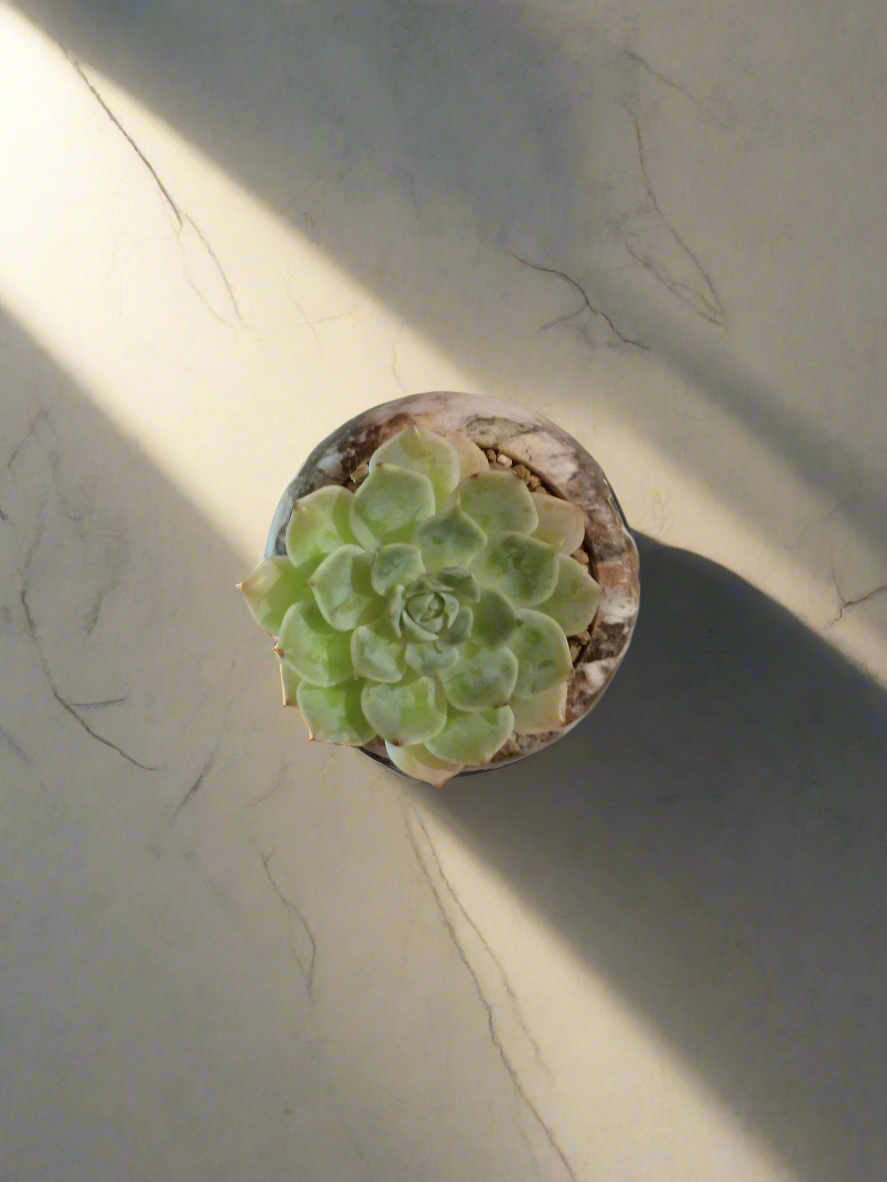 Succulent Mini Round Brown - Echeveria Elegans