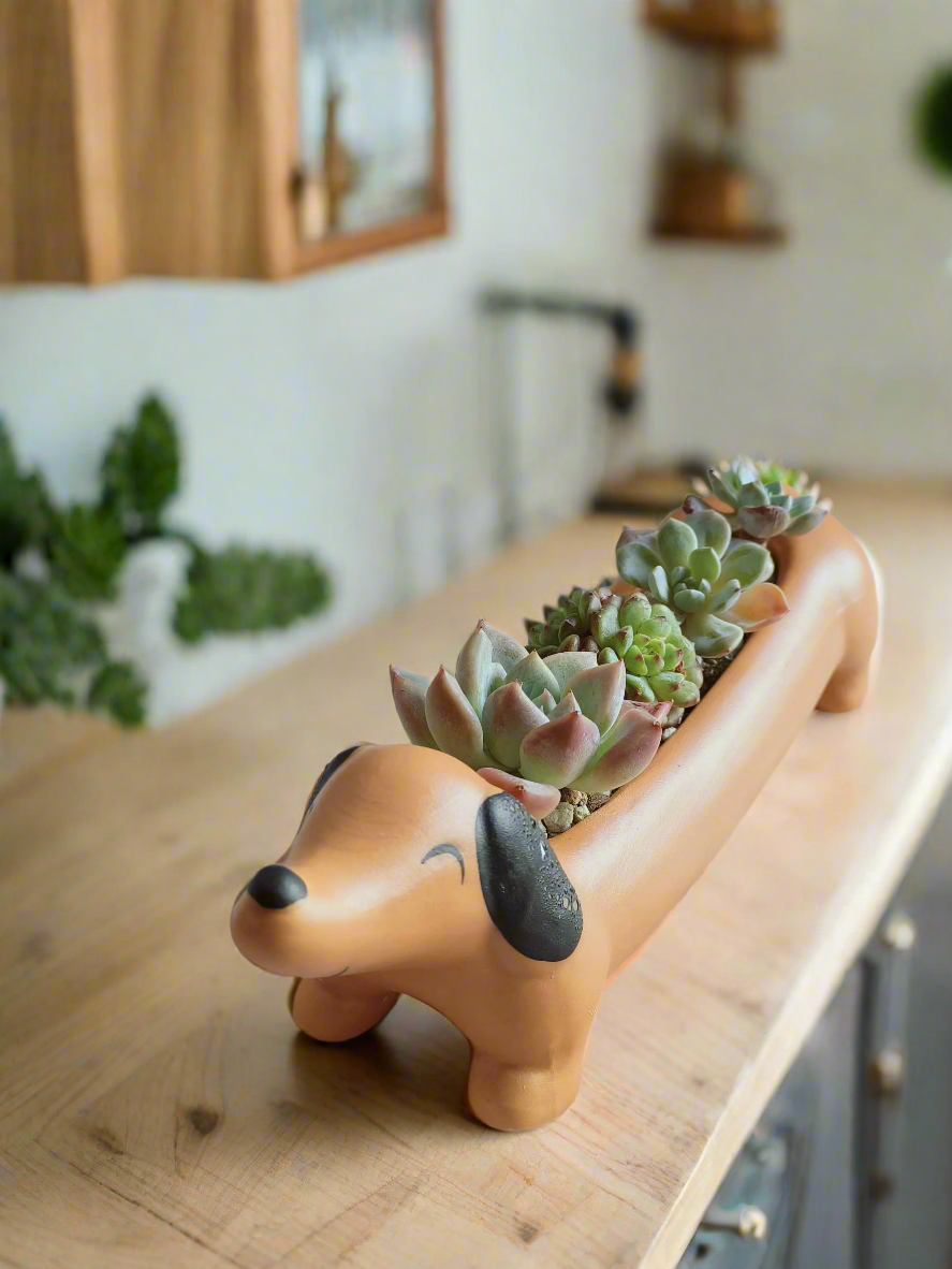 Succulent Daunchund - various - SlowBloomGreens