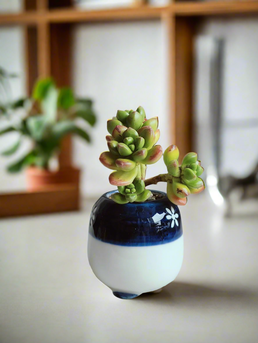 Succulent Sakura Blue - Sedum Lucidum - SlowBloomGreens