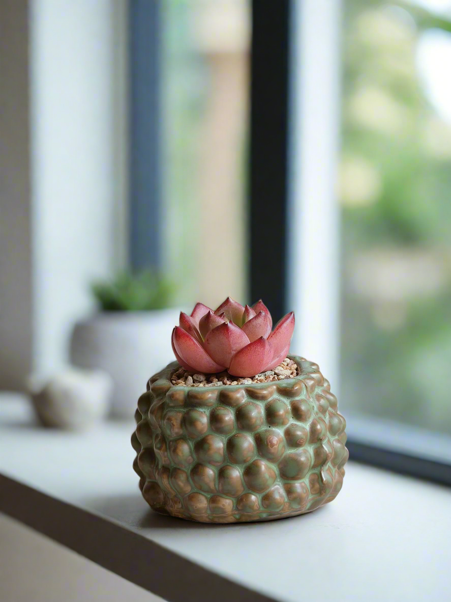 Succulent Hedgehog Pot featuring rich hues of Echeveria Agavoides