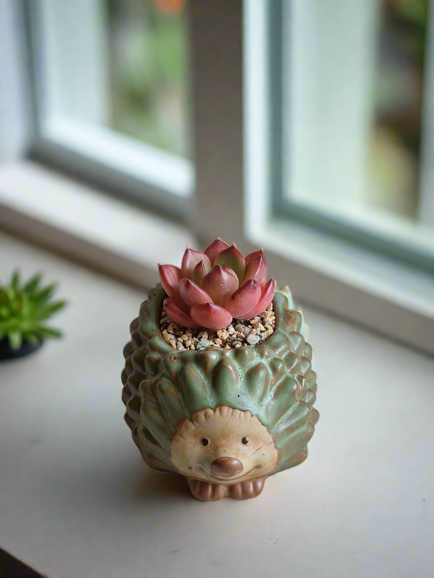 Succulent Hedgehog Pot - Echeveria Agavoides 'Romeo'