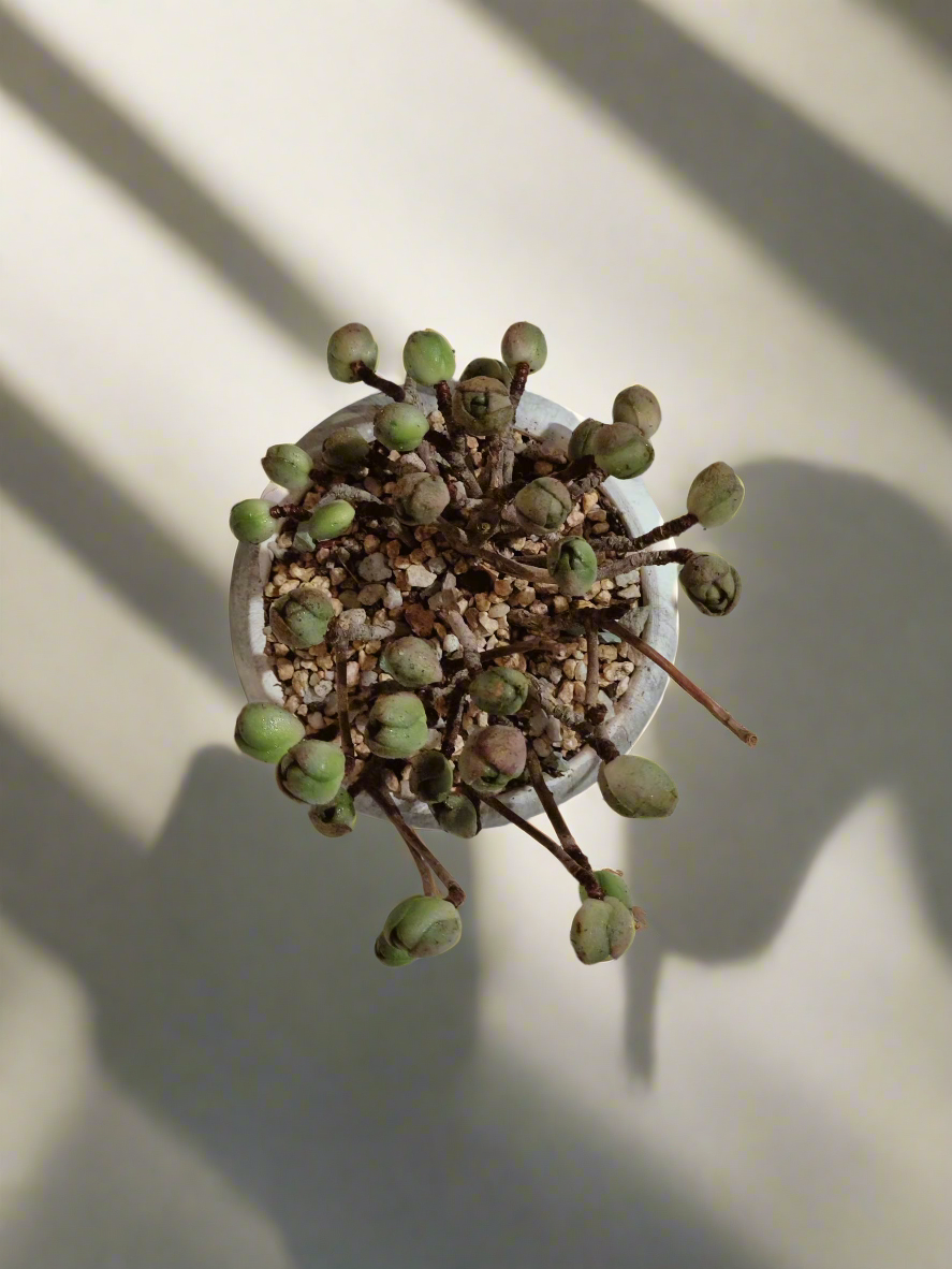 Succulent Elegant Round Grey - Aeonium 'Adodes' - SlowBloomGreens