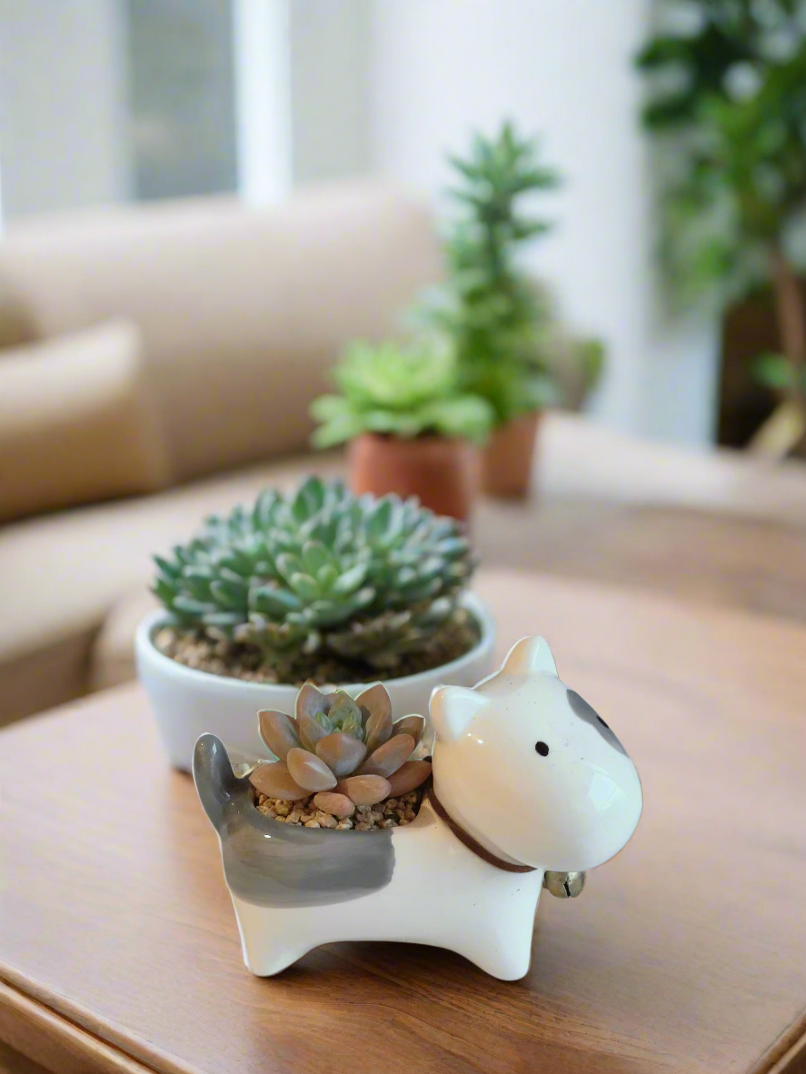 Succulent Puppy Bull Terrier - Graptoveria Opalina in a playful puppy pot