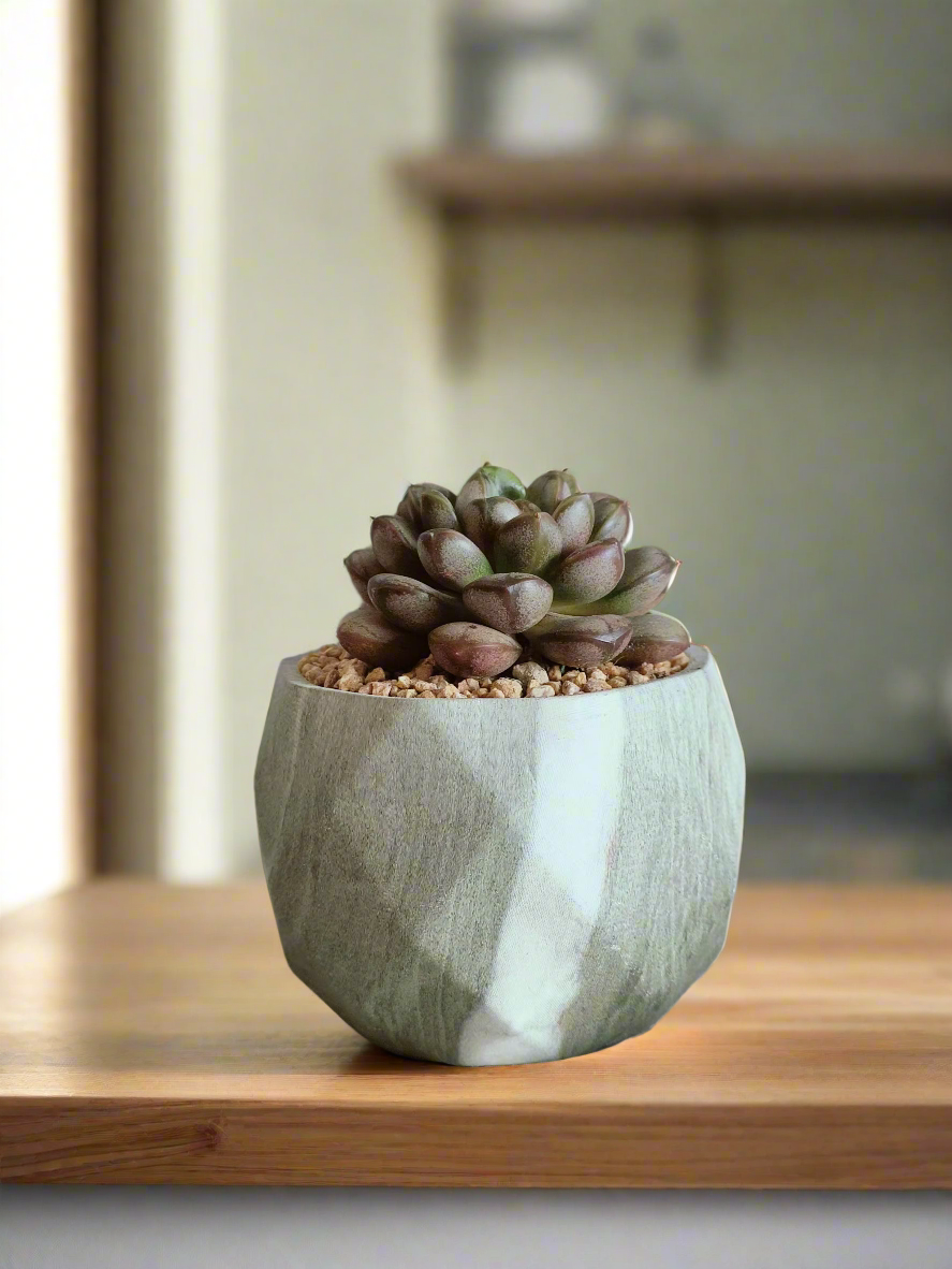 Close-up of Succulent Harmony Green Pot – Graptoveria 'Amethorum' in Marble Pot showcasing its pastel rosettes.