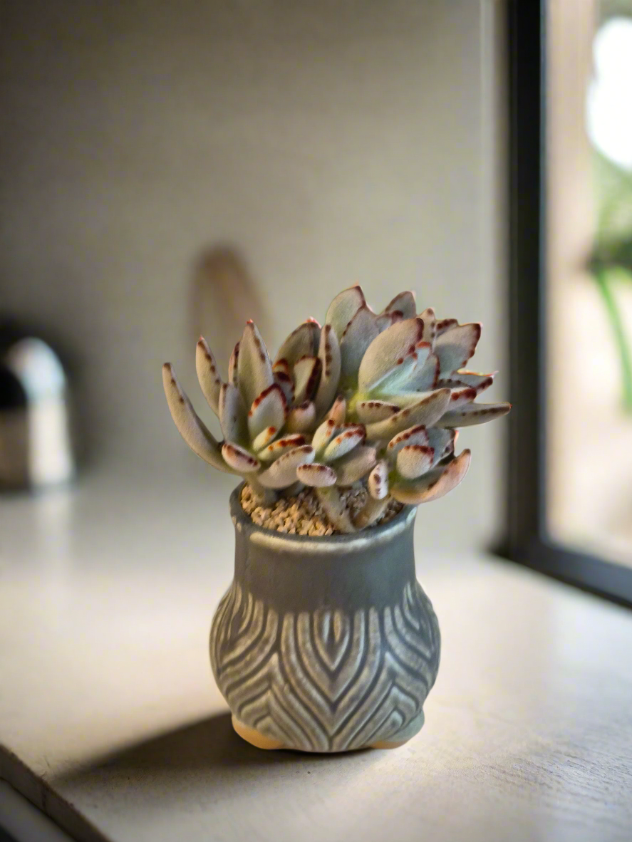 Succulent Rustic Pot Ash – Kalanchoe tomentosa ‘Chocolate Soldier’