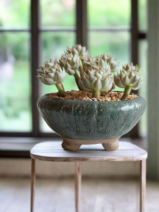 Succulent Rustica Ceramic Pot – Echeveria Halbingeri