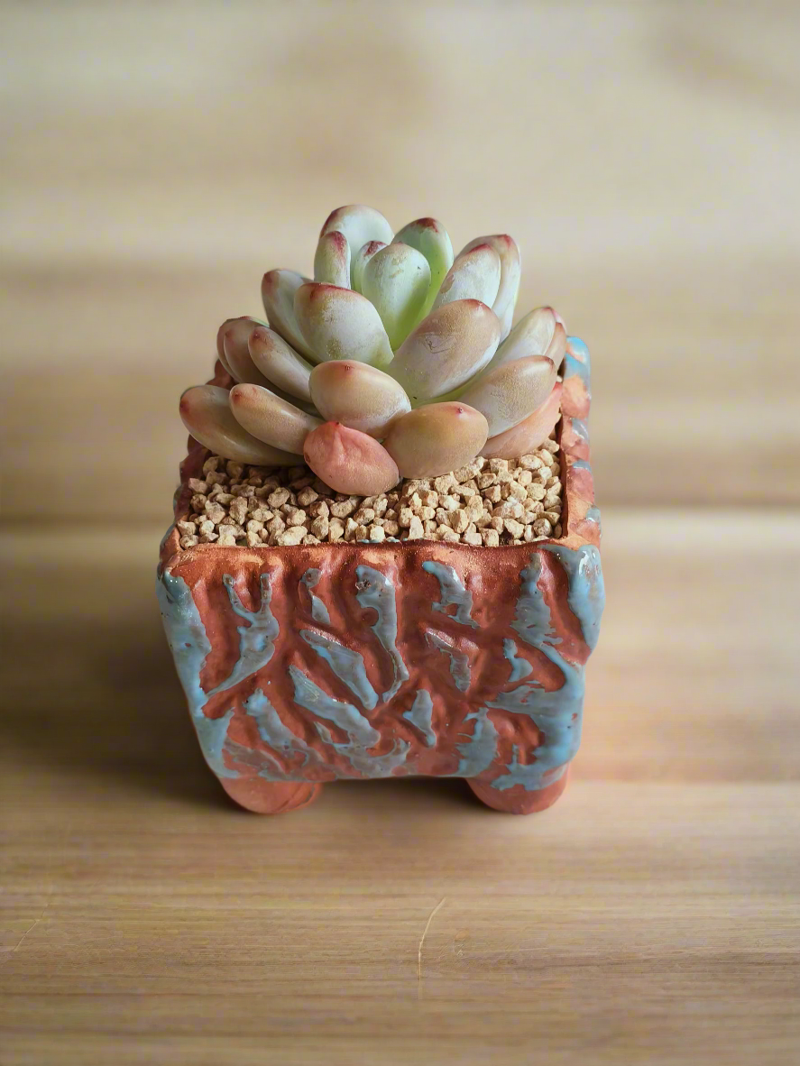 Succulent Rustica Ceramic Blue-Brown – Pachyphytum oviferum 'Moonstones'