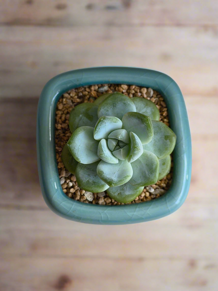 Succulent Zen Square Turquoise Pot – Echeveria Ice Green