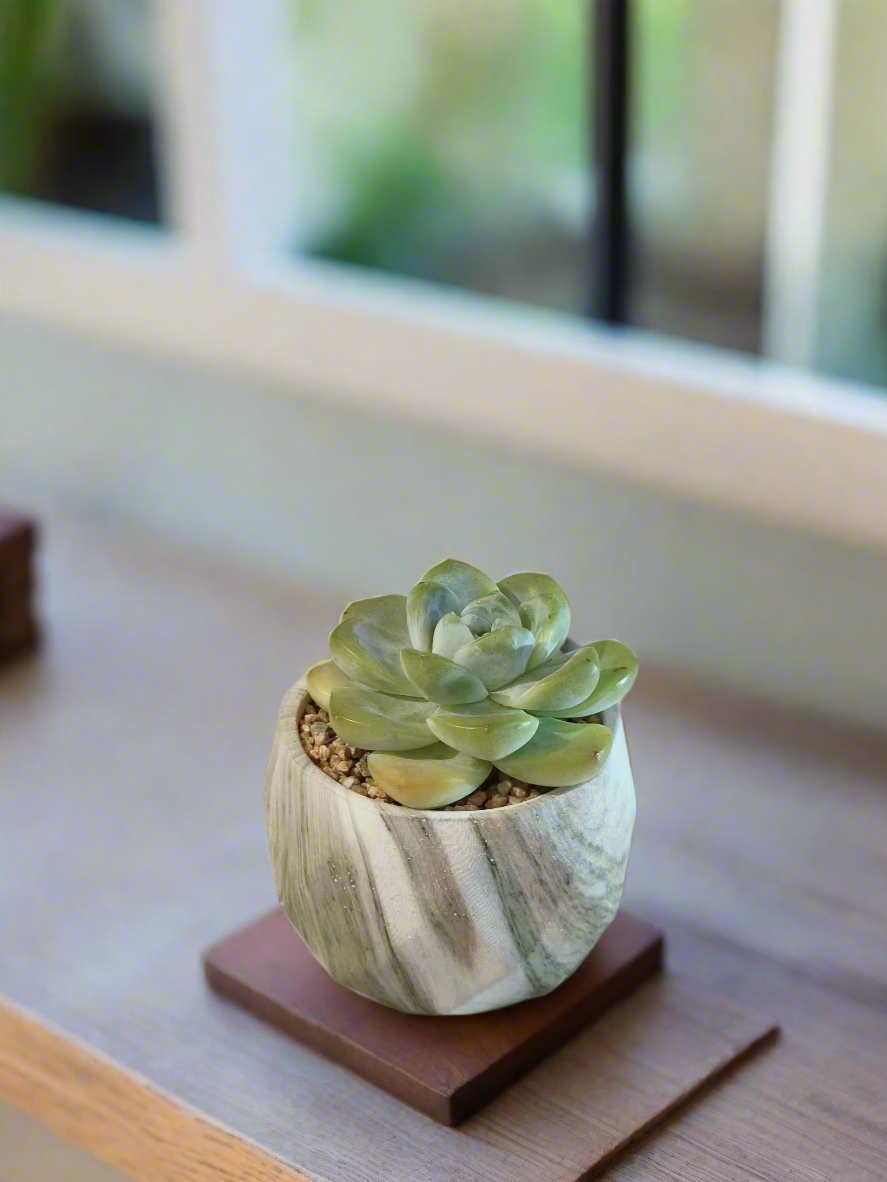 Succulent Classic Marble Green Pot – Echeveria Ice Green - SlowBloomGreens