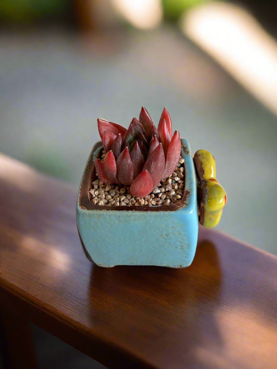 Succulent Ceramic Square Flowerpot Baby Blue – Echeveria Agavoides  'Christmas Eve' - SlowBloomGreens