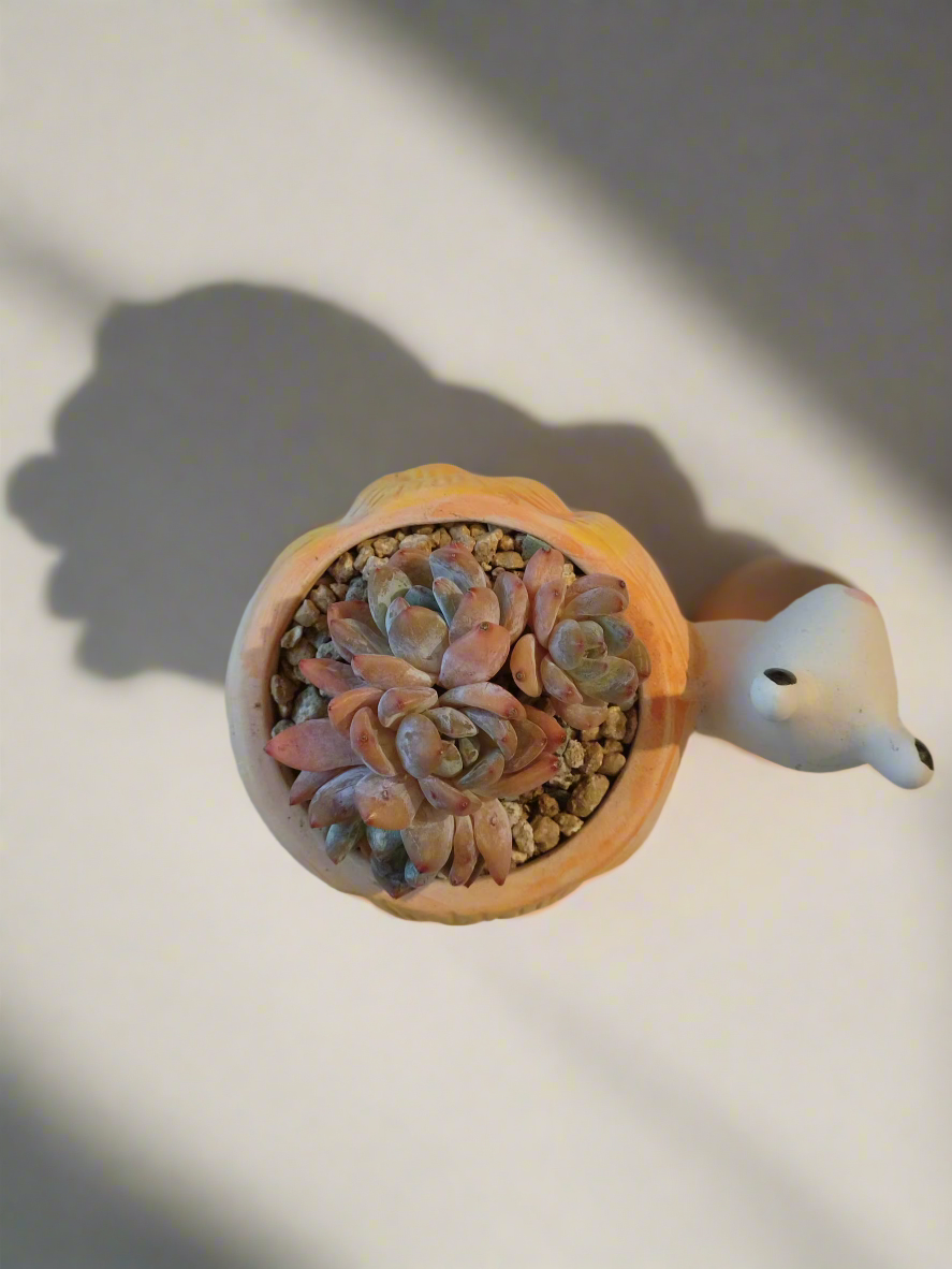 Stylish look of Succulent Snail Planter - Echeveria Orange Monroe in a sunny spot.