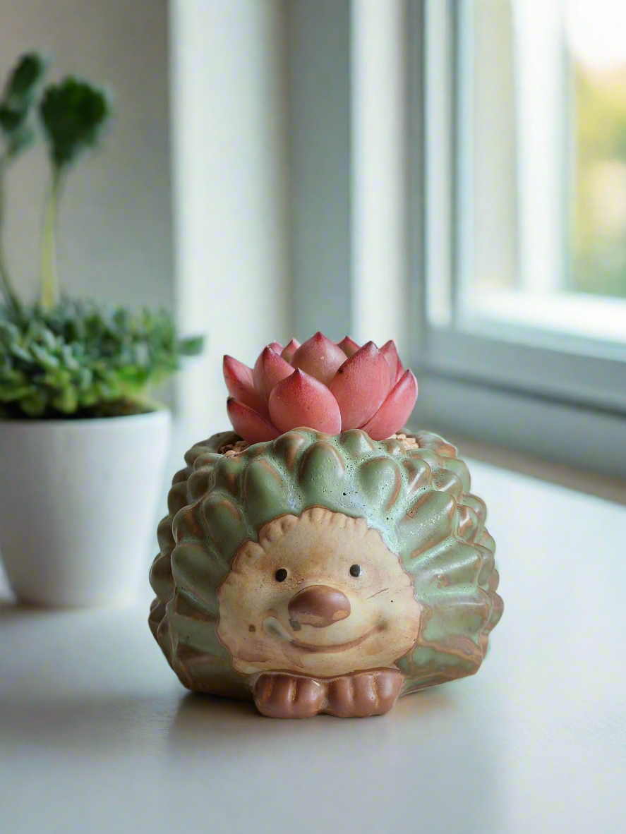 Charming Echeveria Agavoides 'Romeo' in hedgehog-shaped pot