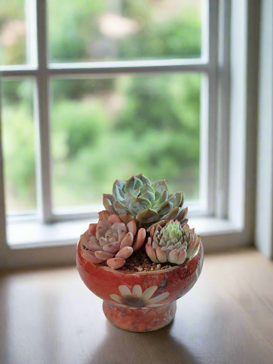 Succulent Moonlit Bloom Pot – Mottled Red with Echeveria Orange Monroe & Friends