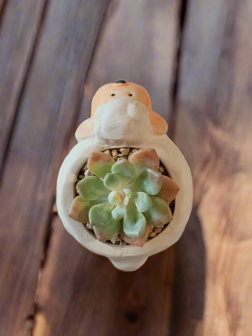 Succulent Sheep Pot adding character to your indoor space