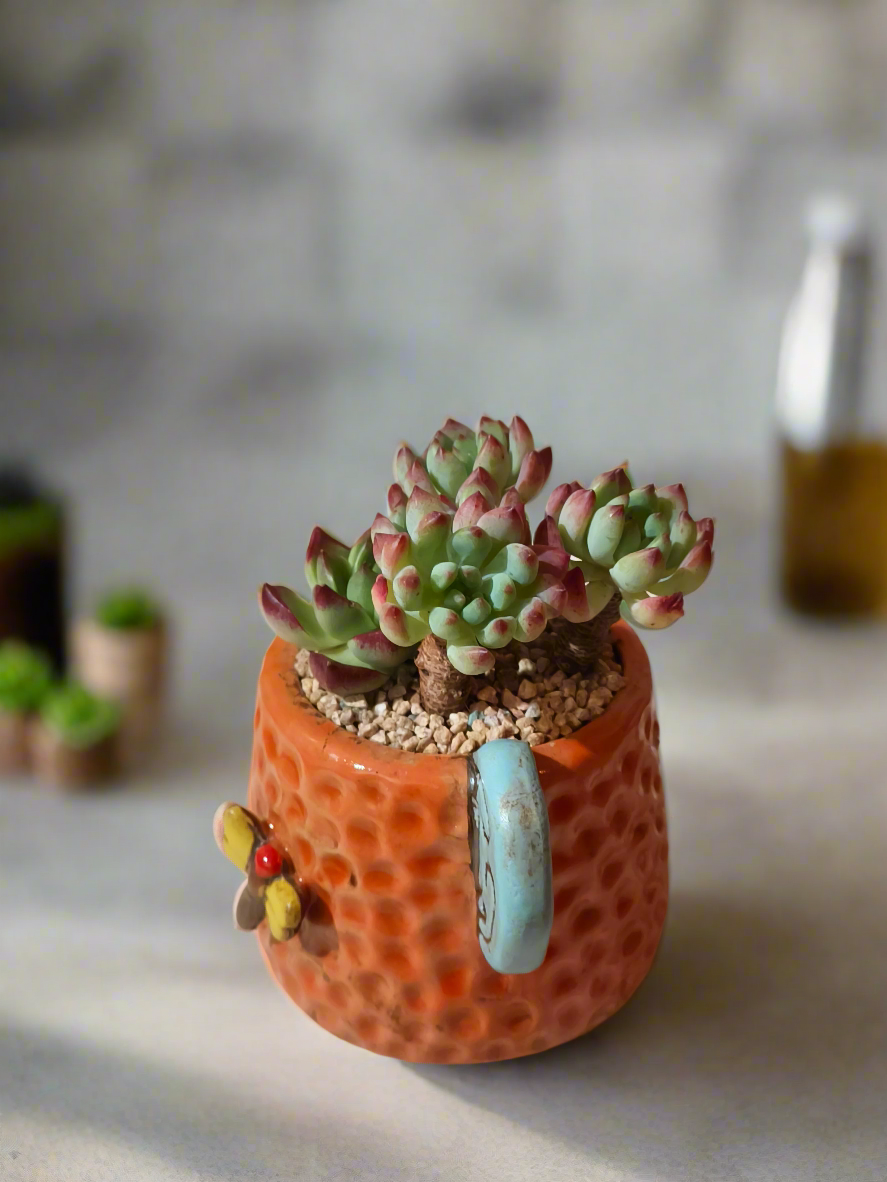 Succulent Enchanted Garden Dragonfly – Sedeveria 'Blue Elf' with Echeveria Agavoides