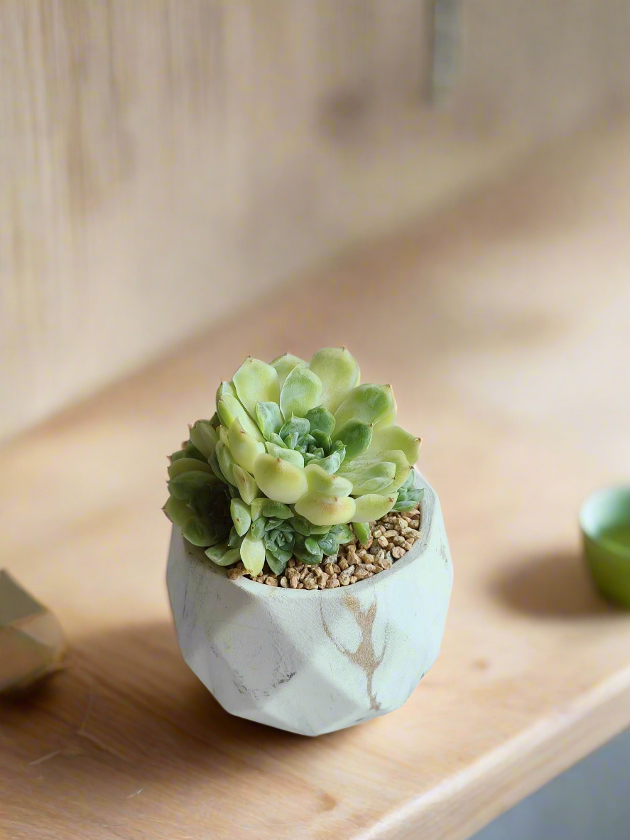 Echeveria Onslow 'Michella' rosettes in a gold pot