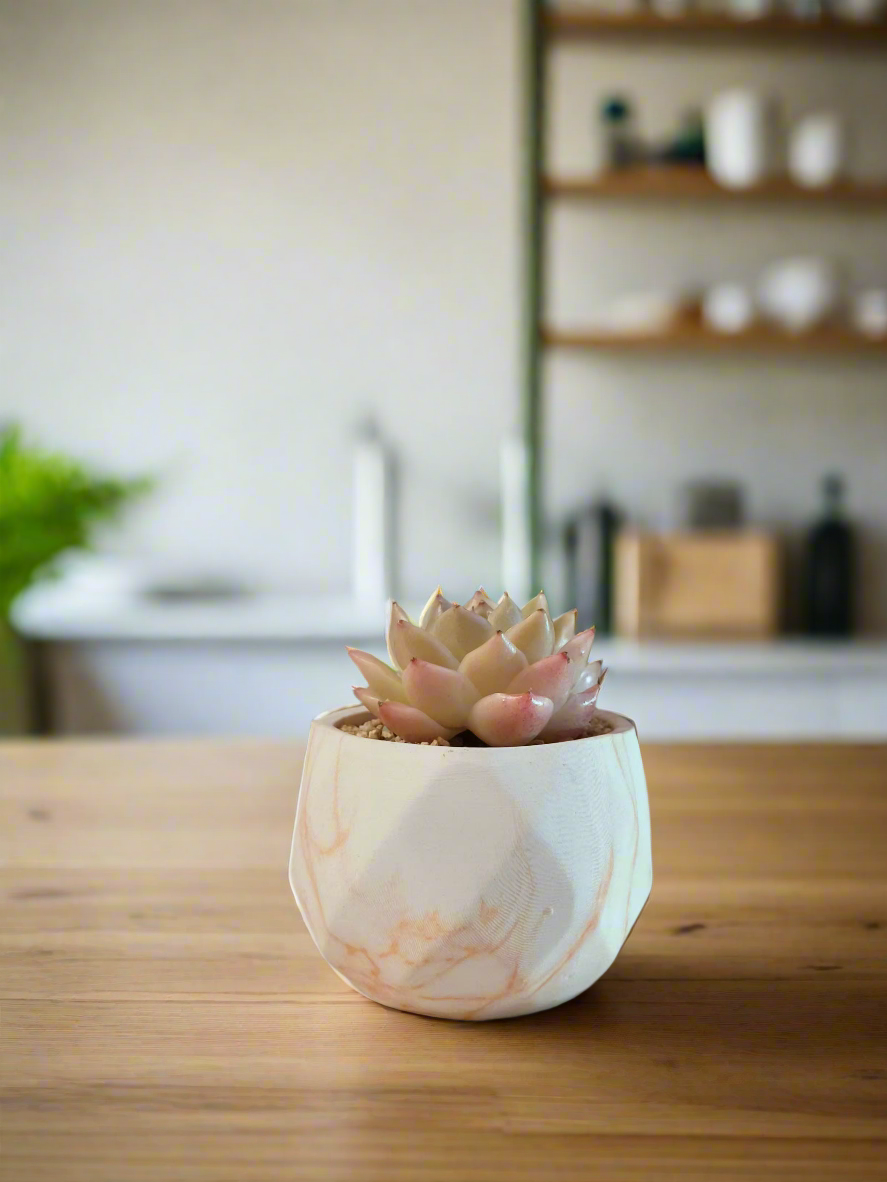 Succulent Classic Marble Orange Pot – Echeveria agavoides 'Rosina'