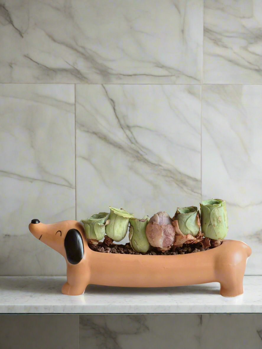 Succulent Daunchund adding whimsy to home decor