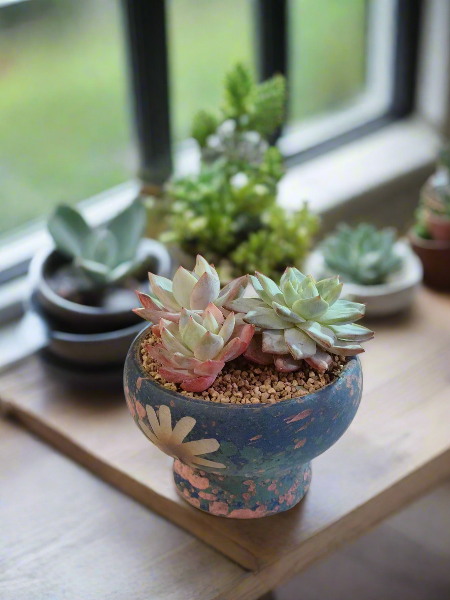 Succulent Moonlit Bloom Pot – Azure Blue with Echeveria Hybrid & Friends