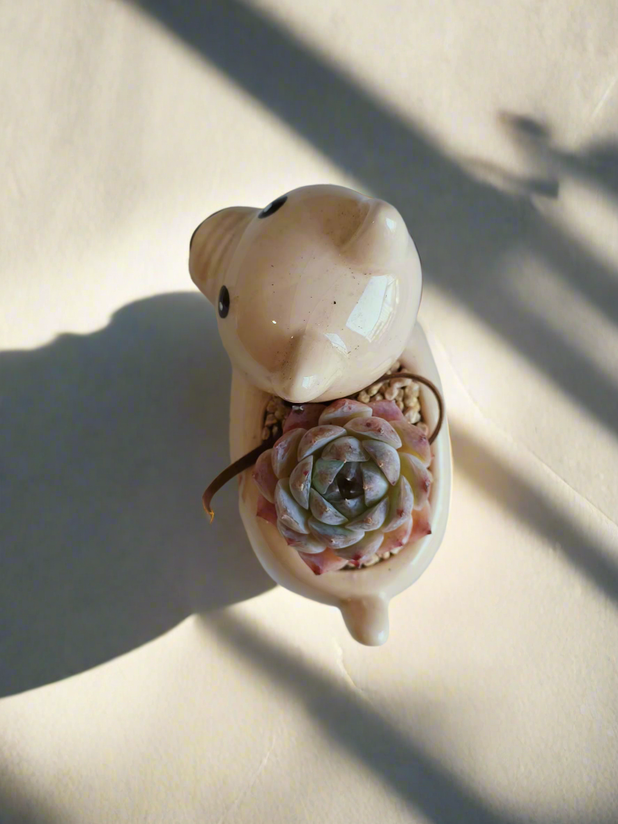 Succulent Puppy Shiba Inu - Echeveria Suryeon - SlowBloomGreens