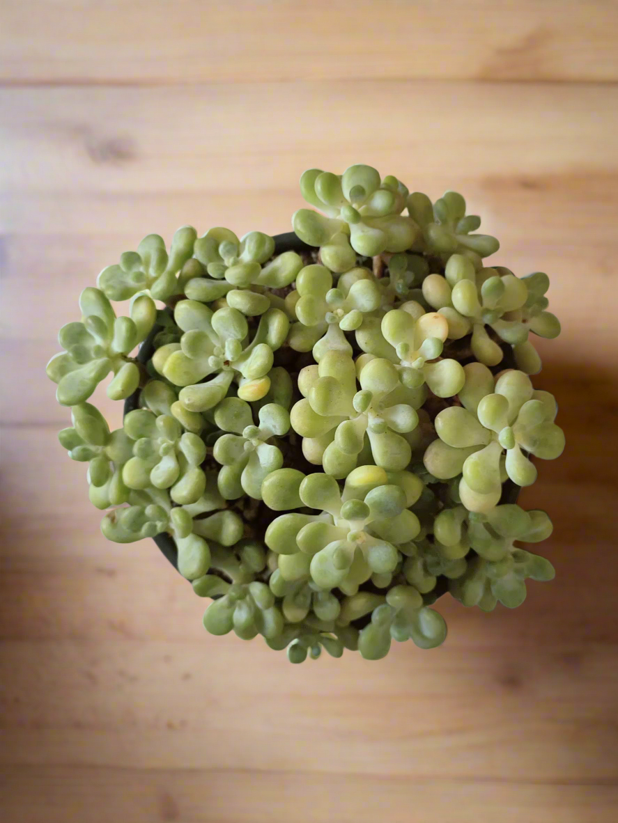 Whimsical touch of the Succulent Rustica Garden – Tiscalatengo Gorge Sedum enhancing a bright desk.