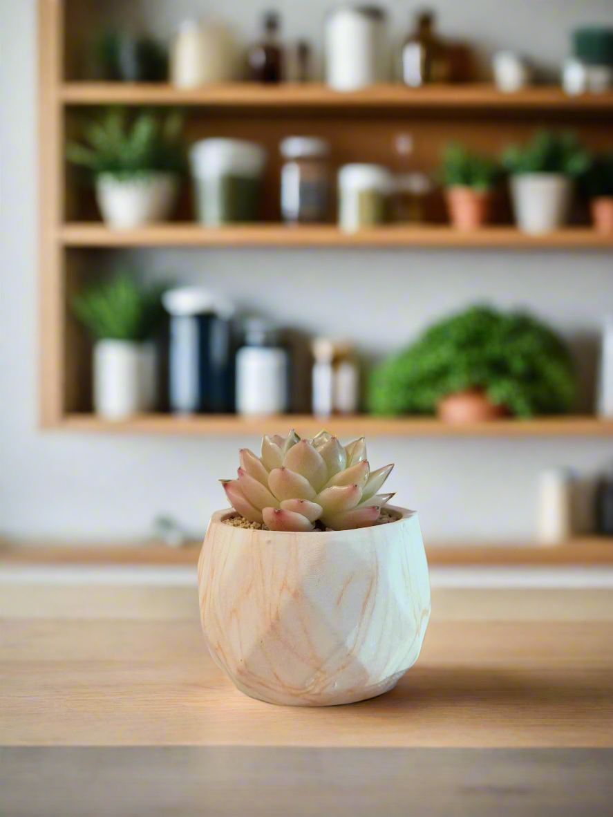 Succulent Classic Marble Orange Pot – Echeveria agavoides 'Rosina'