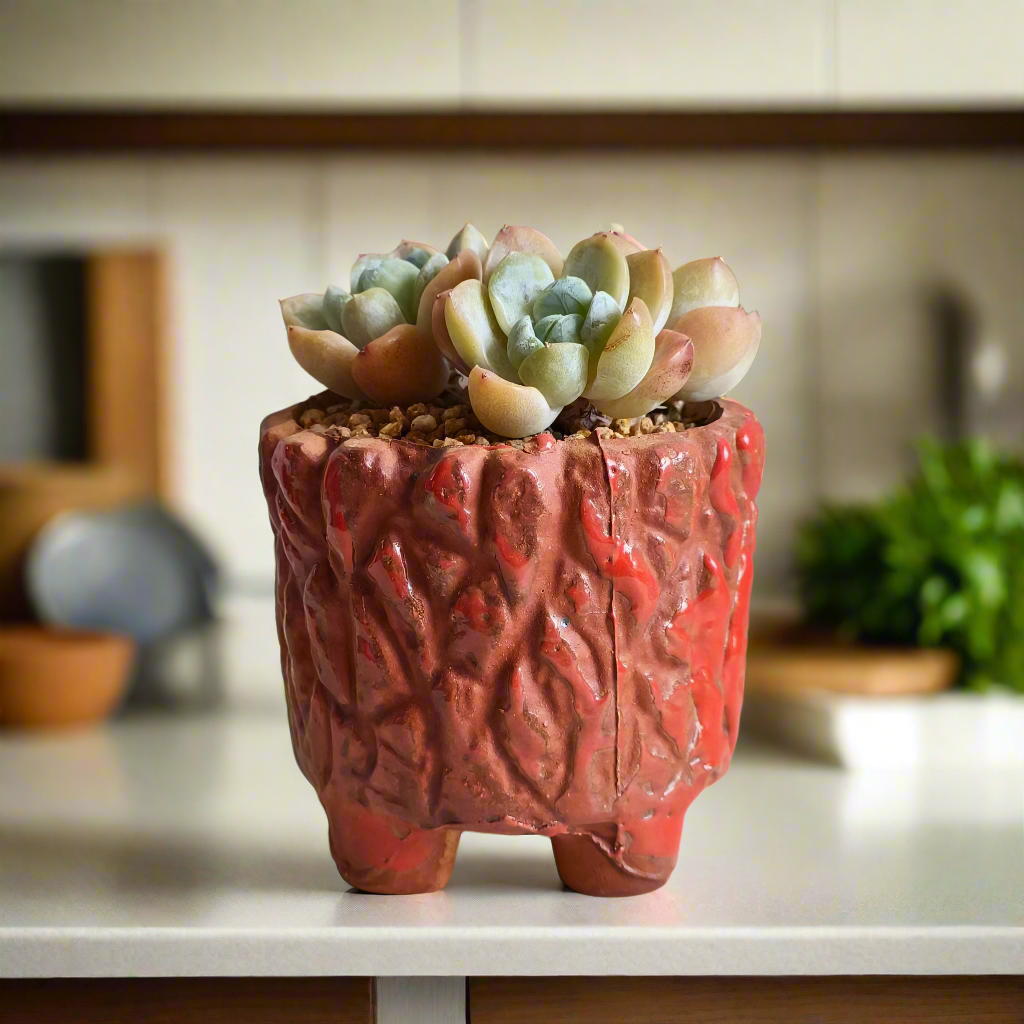 Succulent Rustica Ceramic Red – Echeveria hybrid - SlowBloomGreens