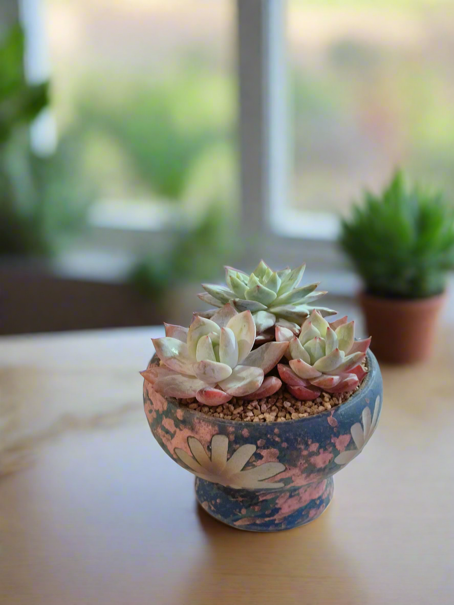 Succulent Moonlit Bloom Pot – Azure Blue with Echeveria Hybrid & Friends