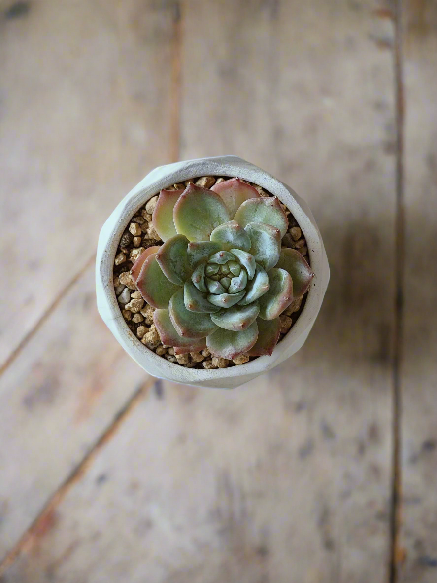 Top view of the vibrant Echeveria Bluebird in the Succulent Harmony Ash Pot.