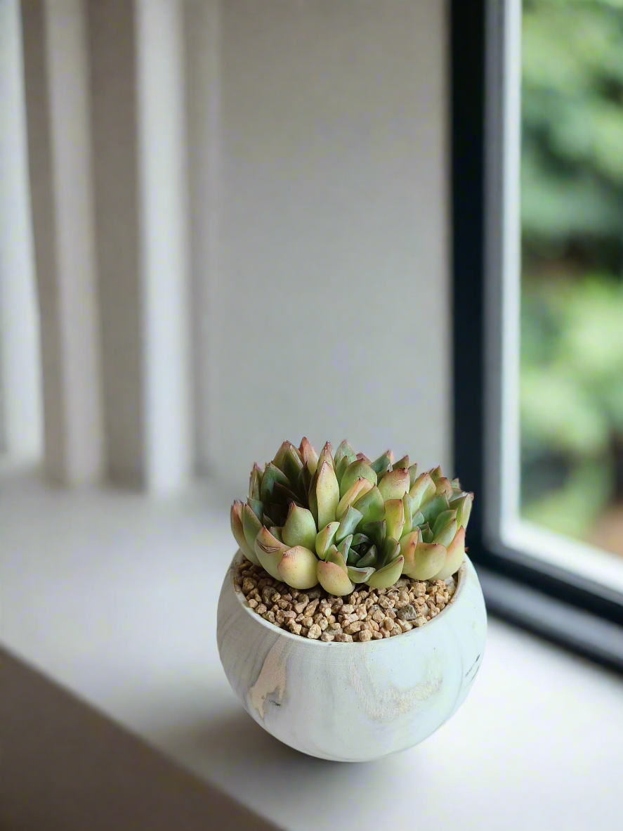 Striking rosettes of the Succulent Elegant Round Gold Pot – Echeveria Mexican Ball.