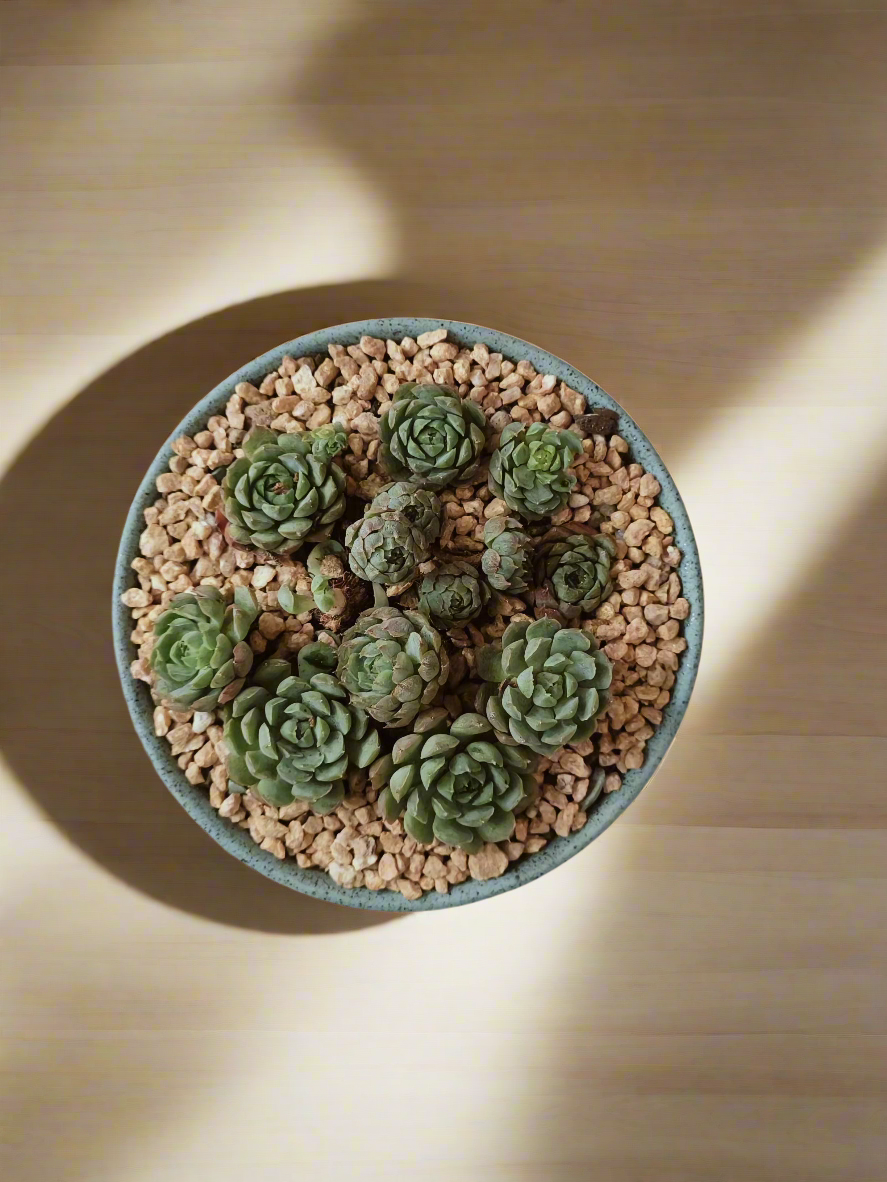 Succulent Speckled Terracotta Pot Blue - Miniature Echeveria