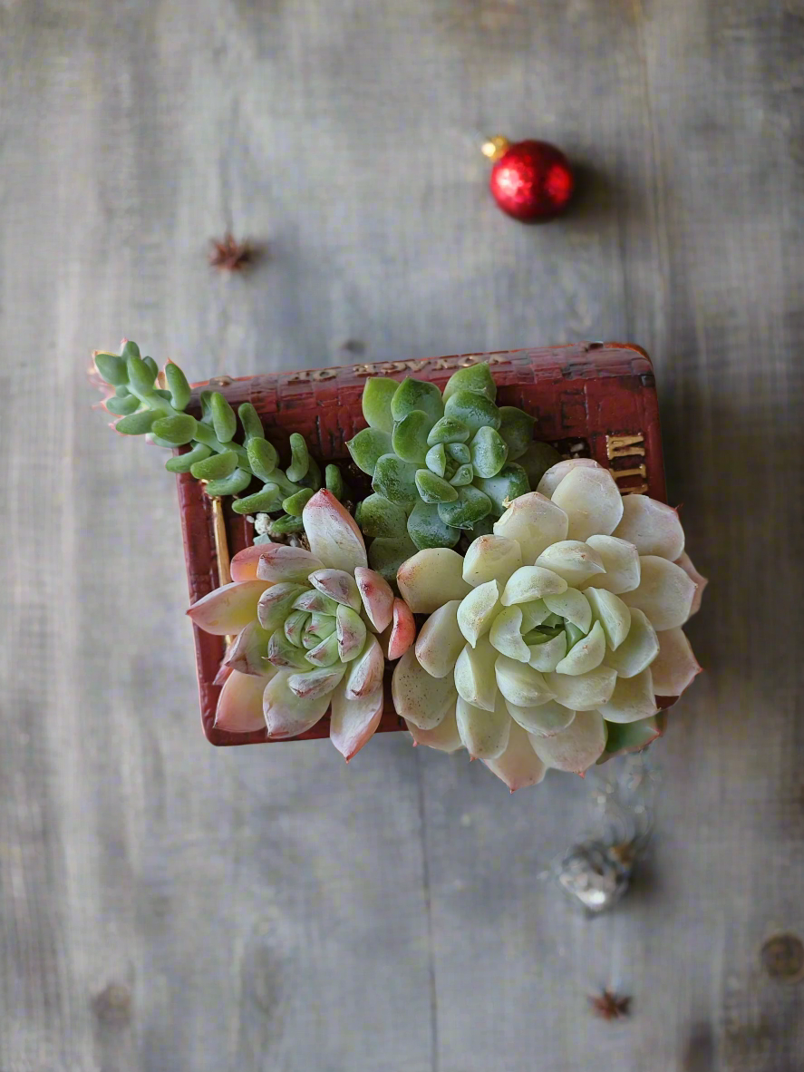 Succulent Book Nook – Assorted Succulents