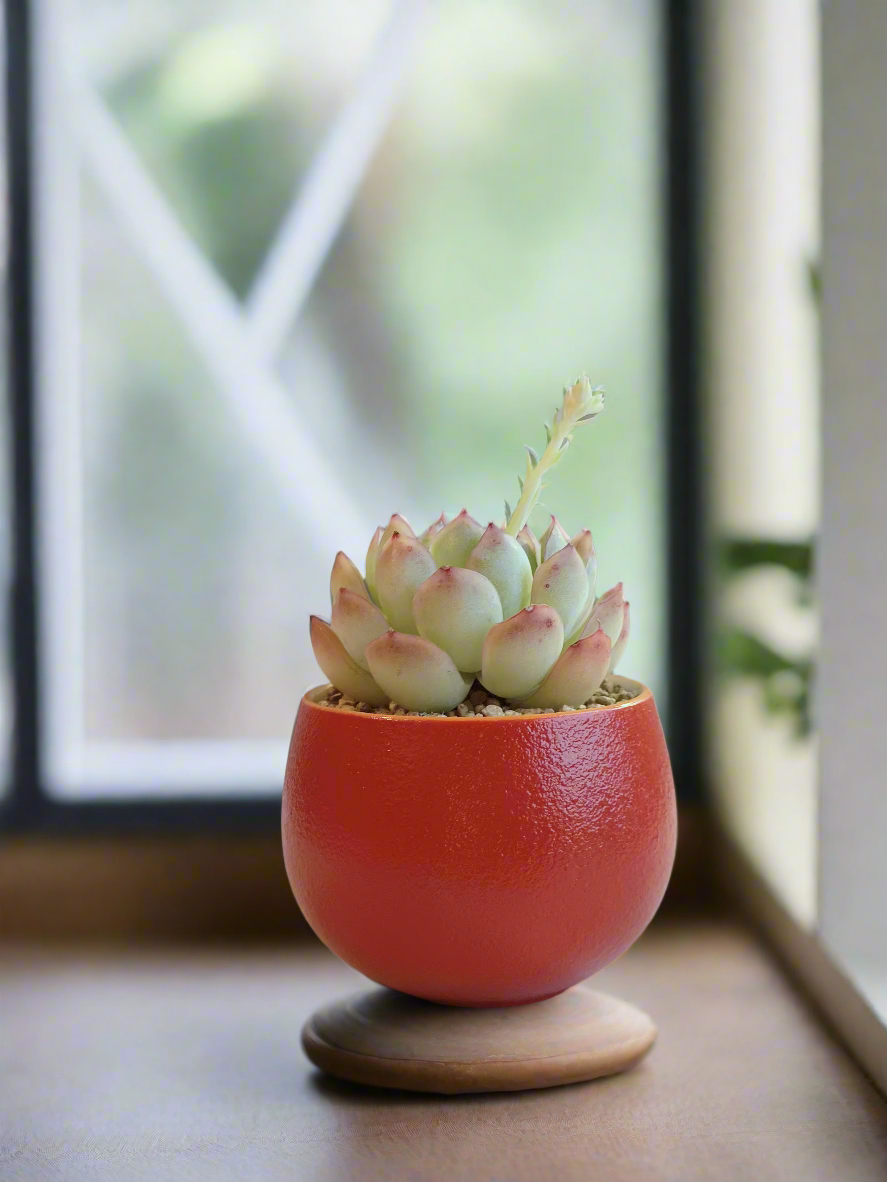 Succulent Auspicious Grace Pot - Echeveria Elegans