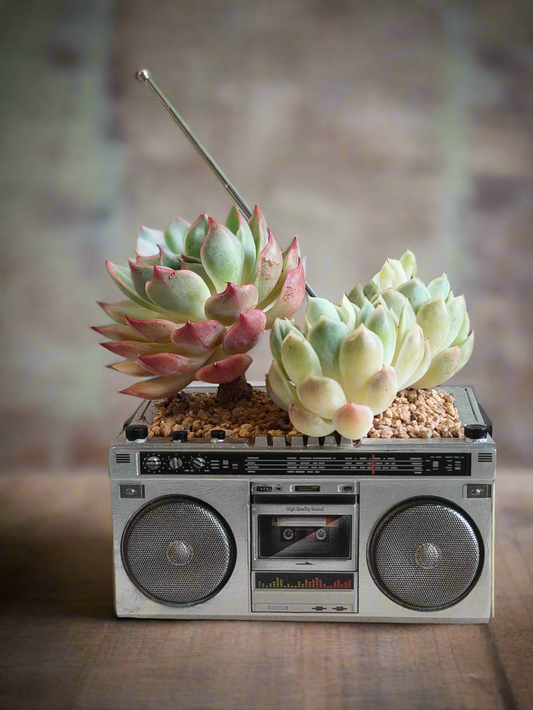 Succulent Retro Boombox – Succulent Arrangement