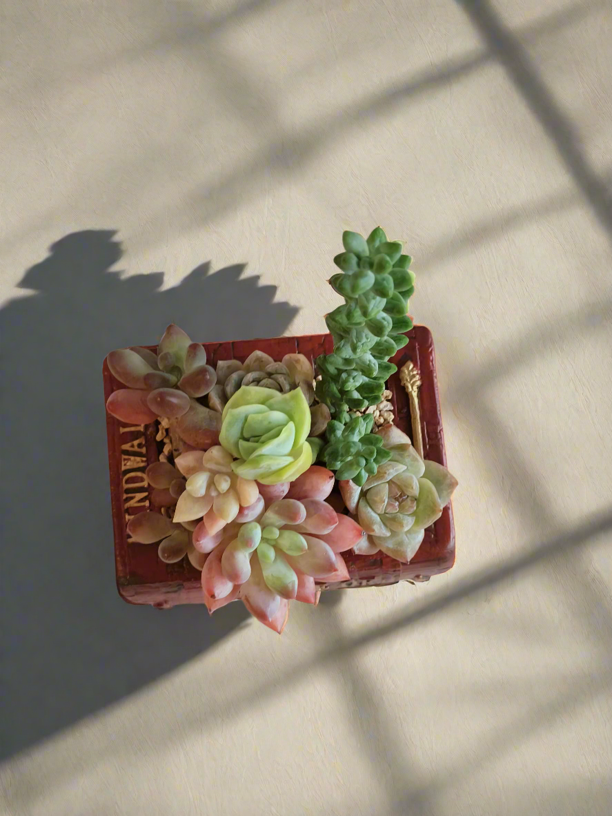 Succulent Book Nook – Assorted Succulents - SlowBloomGreens