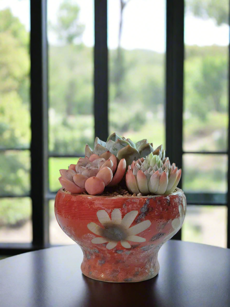 Succulent Moonlit Bloom Pot – Mottled Red with Echeveria Orange Monroe & Friends