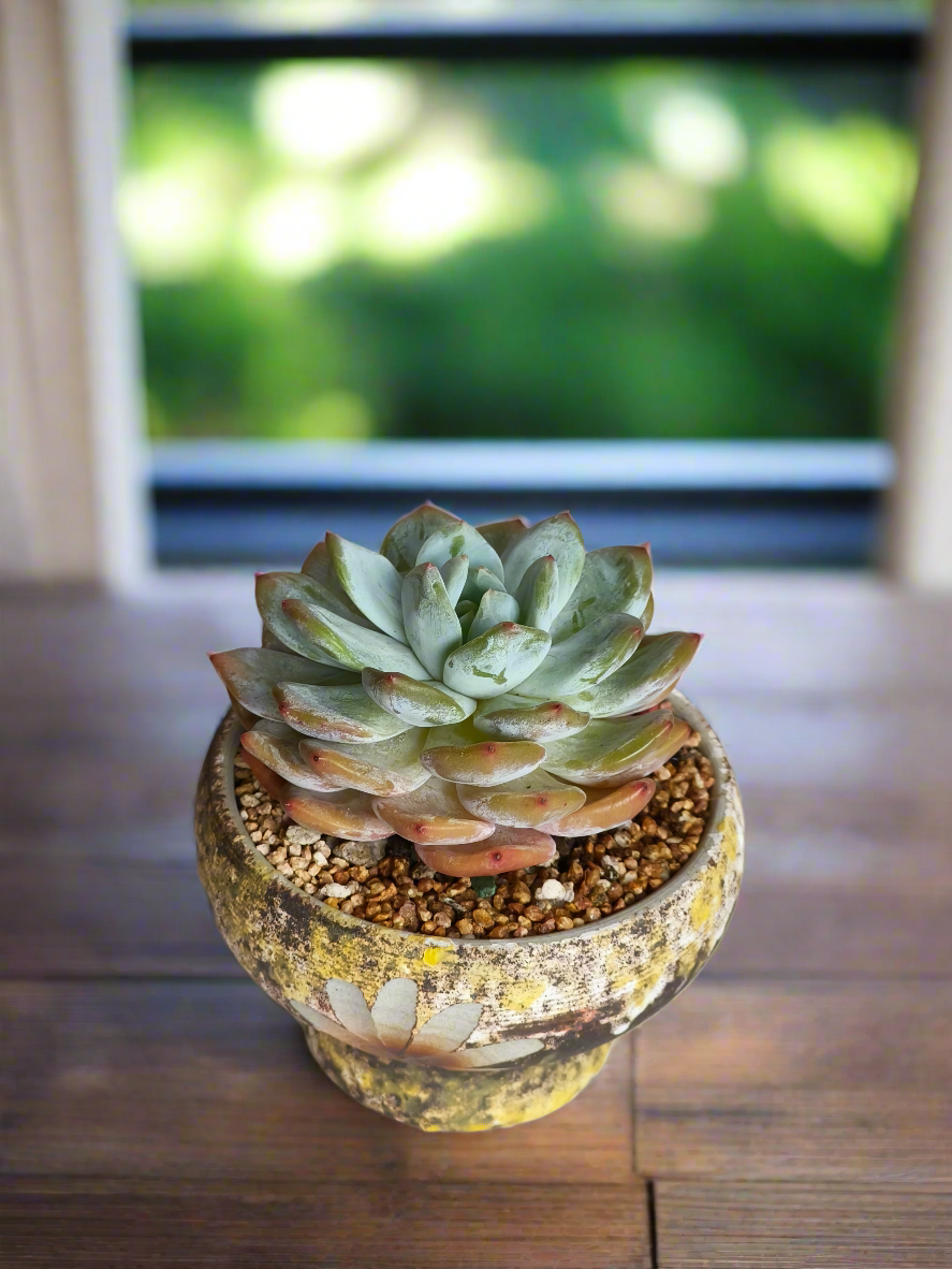 Succulent Moonlit Bloom Pot – Desert Gold with Echeveria Orange Monroe