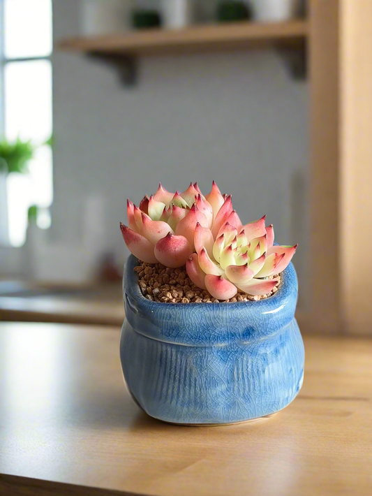Succulent Glaze Square Blue Pot – Echeveria Agavoides