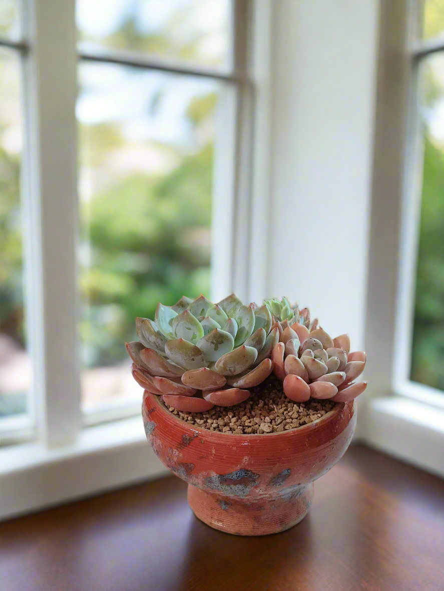 Succulent Moonlit Bloom Pot – Mottled Red with Echeveria Orange Monroe & Friends